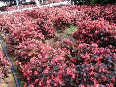 -广东花都香草世界旅游度假区