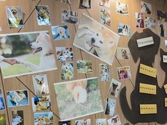 -爱妮康宠物医院·干细胞免疫细胞·肿瘤·心脏(张江店)