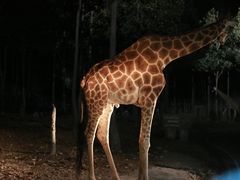 -清迈夜间动物园