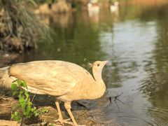 -鄱阳湖国家湿地公园