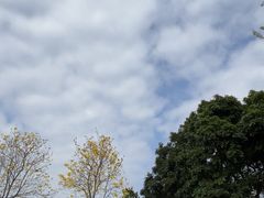 -天适樱花悠乐园