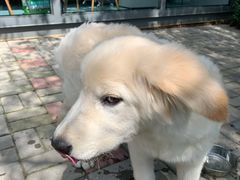 -宠物寄养训练学校