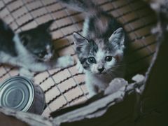 -桂林市花鸟市场