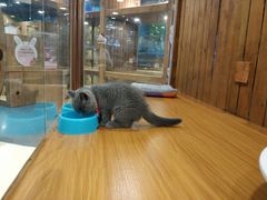 -龟与熊猫宠物公园(南坪店)