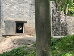 -都江堰中华大熊猫苑