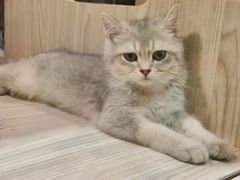 -屋虎猫馆(宝安大仟里店)