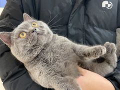 -喵zoo家庭繁育猫舍(尖东智能花园店)