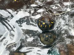 -深圳野生动物园