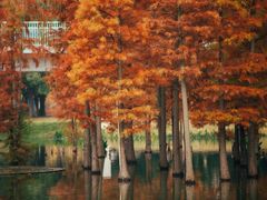 -白鹭湾湿地公园