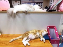 -猫音日语留学培训