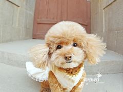 -超宠爱宠物摄影-Super pet