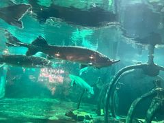 -华夏文旅海洋公园