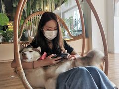 -Husky Go! 哈士奇体验馆·宠物咖啡厅狗咖