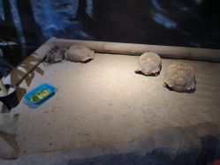 -酷嗒动物文化乐园(cutezoo西溪乐天城店)