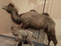 -Behring World of Animals(上海自然博物馆店)
