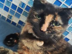 -Sirena海妖日咖夜酒