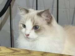 -豆逗聊愈猫阁Easy Life