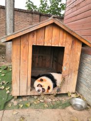 -上美四季动物农场