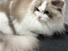 -芭比堂动物医院·24小时·眼科中心(深圳中心)
