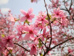 -天适樱花悠乐园