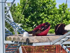 -西霞口神雕山野生动物世界