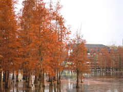 -白鹭湾湿地公园