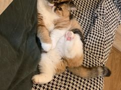 -滚猫咖啡·猫咖·猫友好撸猫(未来城店)