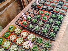 -金陵花卉交易市场