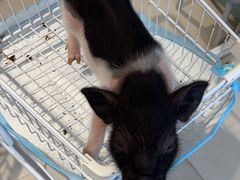 -怪兽屋·羊驼·猫咖·狗咖(俊华广场店)