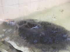 -广东惠东海龟国家级自然保护区
