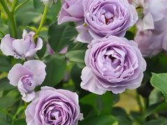 -双城乡铁锅炖羊肉(莱安逸境店)