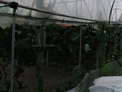 -马陆小张葡萄园农家乐