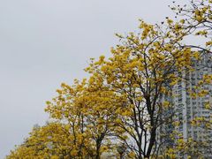 -洲头咀公园