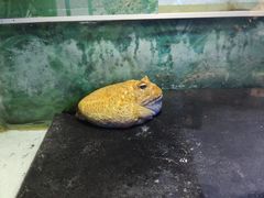 -上海大自然野生昆虫馆(东方明珠·爬宠昆虫探索中心)