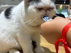 -藏猫猫咖啡主题馆(中央大道店)