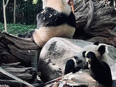 -都江堰中华大熊猫苑