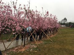 -天适樱花悠乐园