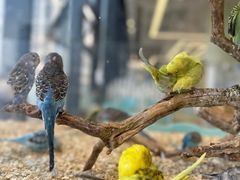 -怪兽屋·羊驼·猫咖·狗咖(俊华广场店)