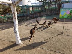 -西霞口神雕山野生动物世界