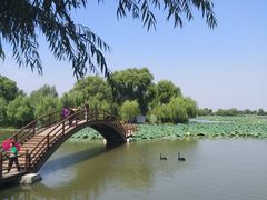 -白洋淀景区