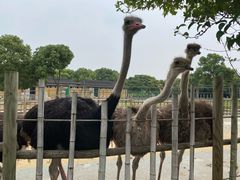 -常州淹城野生动物世界