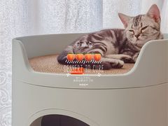 -lincat·猫舍(广州店)