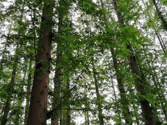 景点-日照海滨国家森林公园