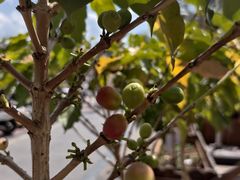-Torch Coffee 炬点咖啡