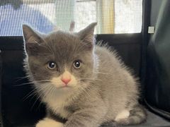 -纳吉亚猫专科动物医院博雅分院
