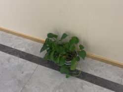 -雅曼妮spa美容养生