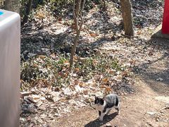 -上海佘山国家森林公园天马山园