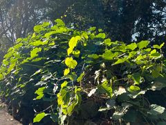 -墨尔本皇家植物园