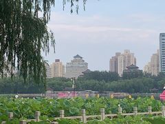 -莲花池公园