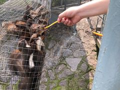 -西霞口神雕山野生动物世界